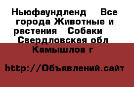 Ньюфаундленд  - Все города Животные и растения » Собаки   . Свердловская обл.,Камышлов г.